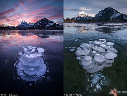 Hiện tượng lạ: Đàn “sứa” băng ở Canada